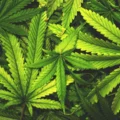 Don’t toss cannabis leaves. Scientists just found rare compounds inside