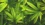 Don’t toss cannabis leaves. Scientists just found rare compounds inside
