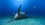Fossils in germany reveal a Jurassic sea monster with a swordfish snout