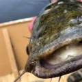 Hungry flathead catfish are changing everything in the Susquehanna