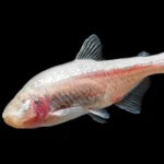 In the dark for 11 million years: How blind cavefish rewrote evolution