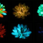 Living night lights: Succulents that store sunlight and shine for hours