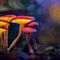 Mushrooms evolved psychedelics twice, baffling scientists