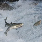Salmon’s secret superfood is smaller than a grain of salt