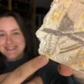 Scientists just found rare spores inside a fossil older than dinosaurs