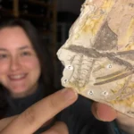 Scientists just found rare spores inside a fossil older than dinosaurs