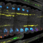 Scientists just found the “master switch” for plant growth