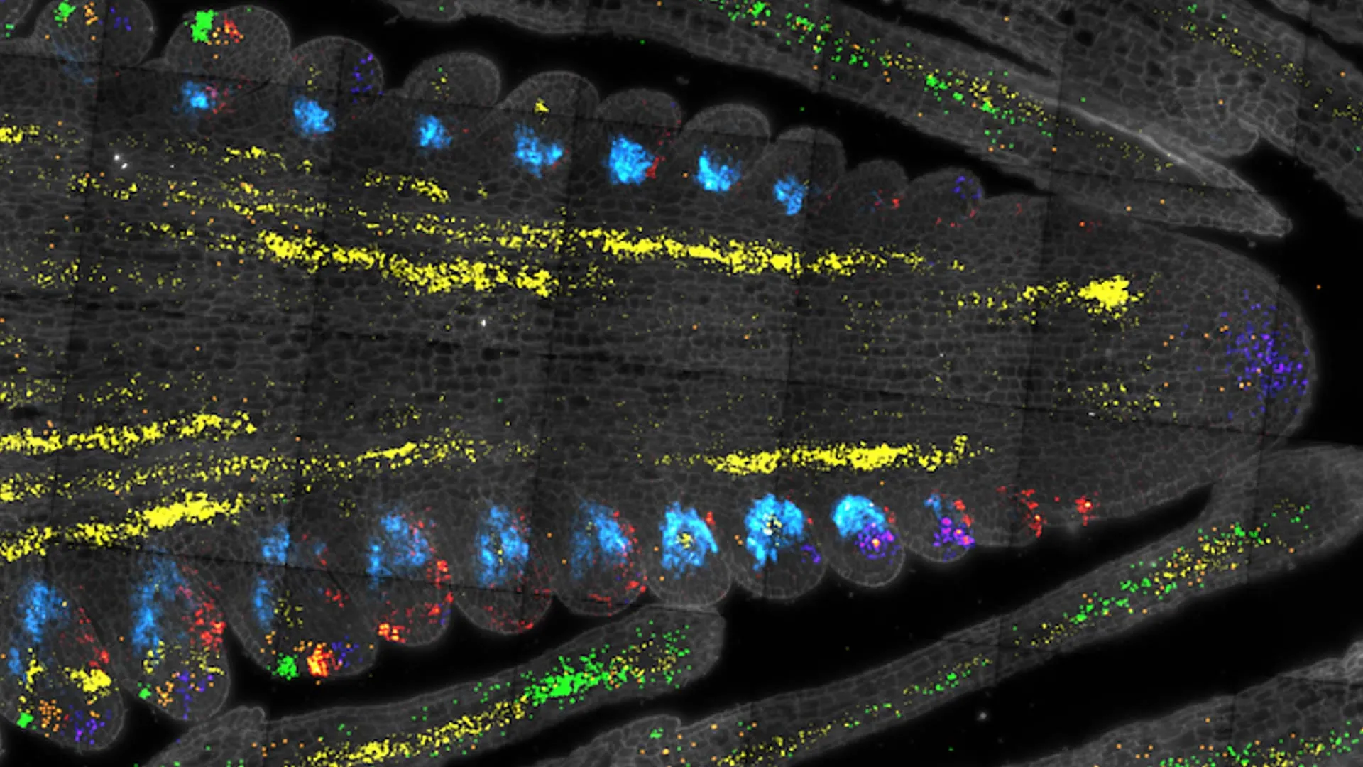 Scientists just found the “master switch” for plant growth