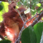 Scientists uncover the secret to orangutan survival in the trees
