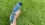 Strange new hybrid bird spotted in Texas backyard