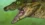 Student’s pinkie-sized fossil reveals a new croc species