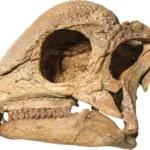 Stunning fossil from the Gobi Desert rewrites dinosaur history