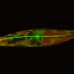 Tiny skaters beneath the arctic ice rewrite the limits of life