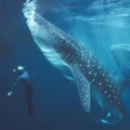 Why most whale sharks in Indonesia are scarred by humans