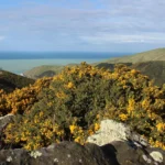 Why some plants are taking over the world