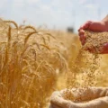 A hidden gene could triple wheat yields