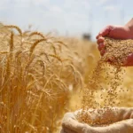 A hidden gene could triple wheat yields