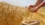 A hidden gene could triple wheat yields