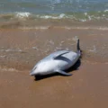Atlantic dolphins are dying much younger. Scientists sound the alarm