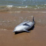 Atlantic dolphins are dying much younger. Scientists sound the alarm