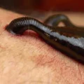 Before they sucked blood, leeches were ocean hunters