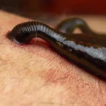 Before they sucked blood, leeches were ocean hunters