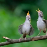 Birds around the world share a mysterious warning cry