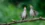 Birds around the world share a mysterious warning cry