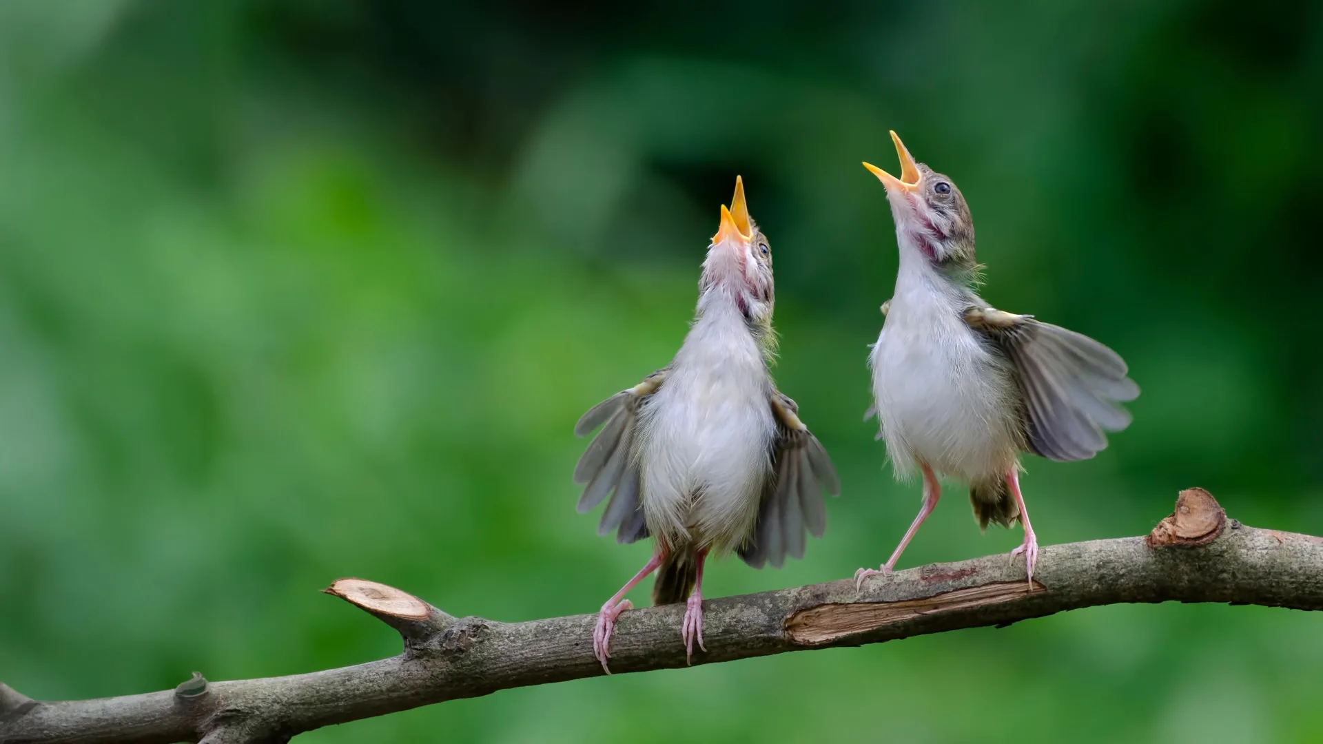 Birds around the world share a mysterious warning cry