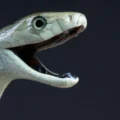 Black mamba venom has a deadly hidden second strike