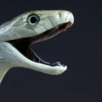 Black mamba venom has a deadly hidden second strike