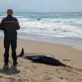 Dolphins may be getting Alzheimer’s from toxic ocean blooms