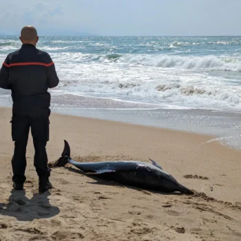 Dolphins may be getting Alzheimer’s from toxic ocean blooms
