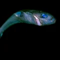 From gentle giants to ghostly hunters, sharks face an unseen peril
