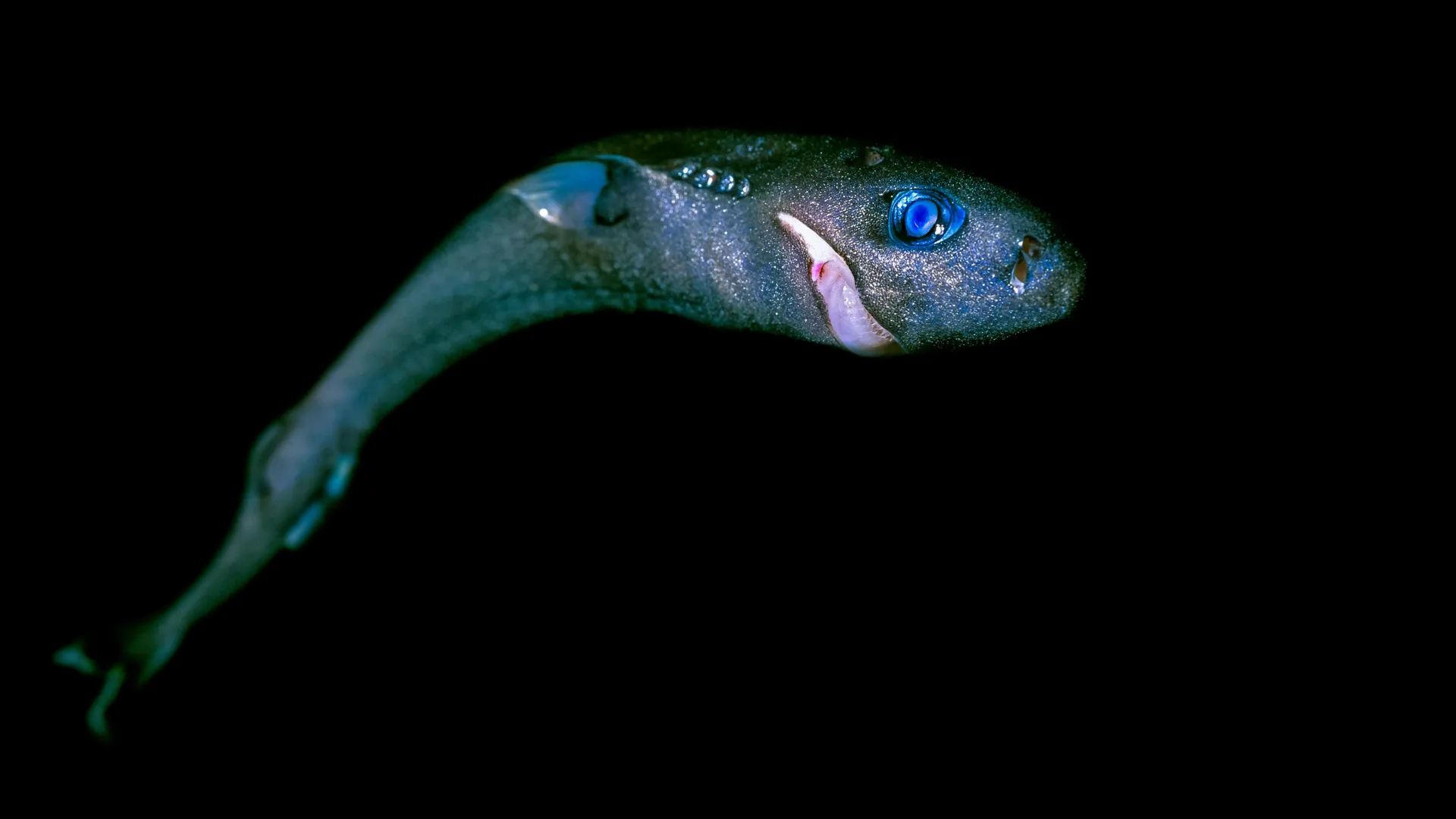 From gentle giants to ghostly hunters, sharks face an unseen peril