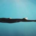 Glowing shark and hidden crab found deep off Australia