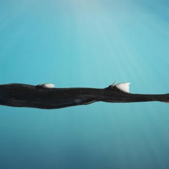 Glowing shark and hidden crab found deep off Australia