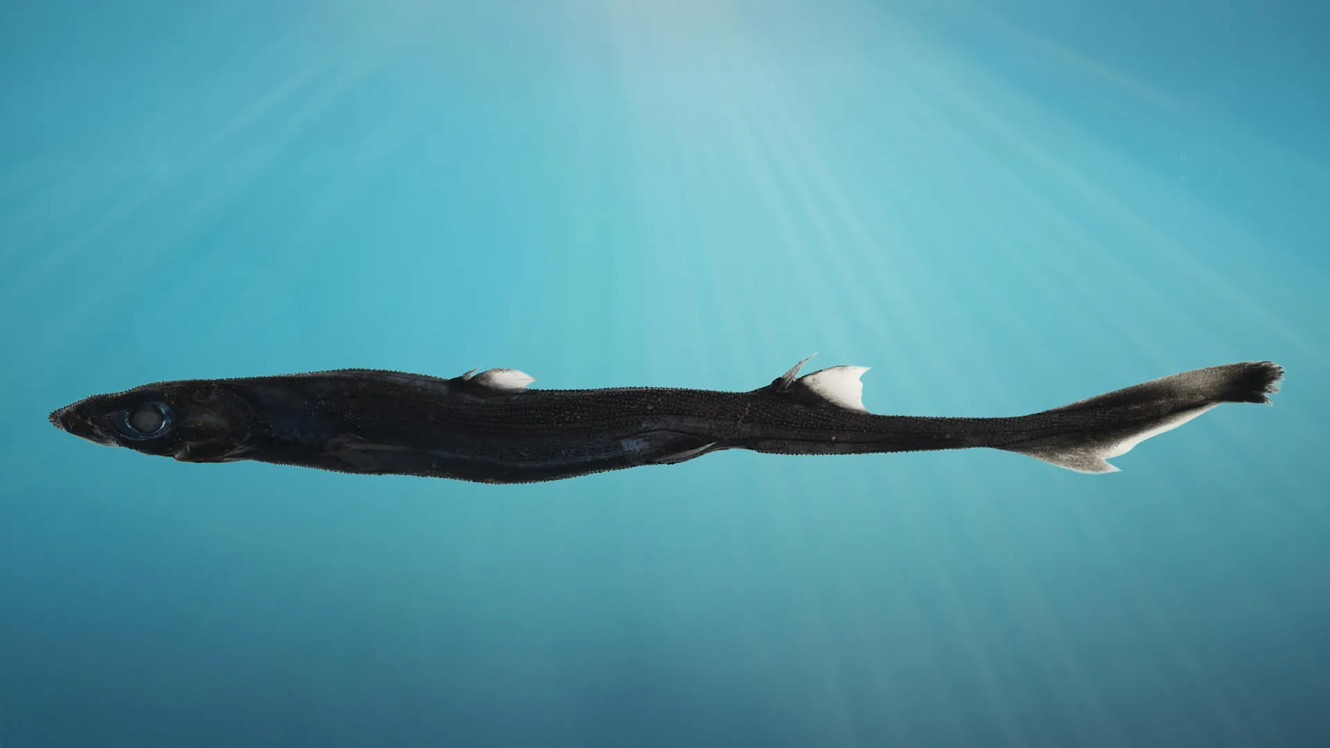 Glowing shark and hidden crab found deep off Australia