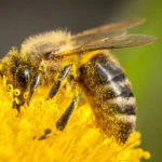 Pollen holds a secret that could save honeybees