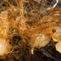 Scientists discover orchids sprouting from decaying wood