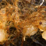 Scientists discover orchids sprouting from decaying wood