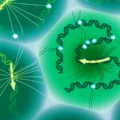 Scientists finally read the hidden DNA code that shapes disease