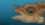 Scientists just found real teeth growing on a fish’s head