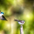 Scientists shocked as birds soaked in “forever chemicals” still thrive