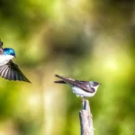Scientists shocked as birds soaked in “forever chemicals” still thrive