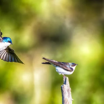 Scientists shocked as birds soaked in “forever chemicals” still thrive