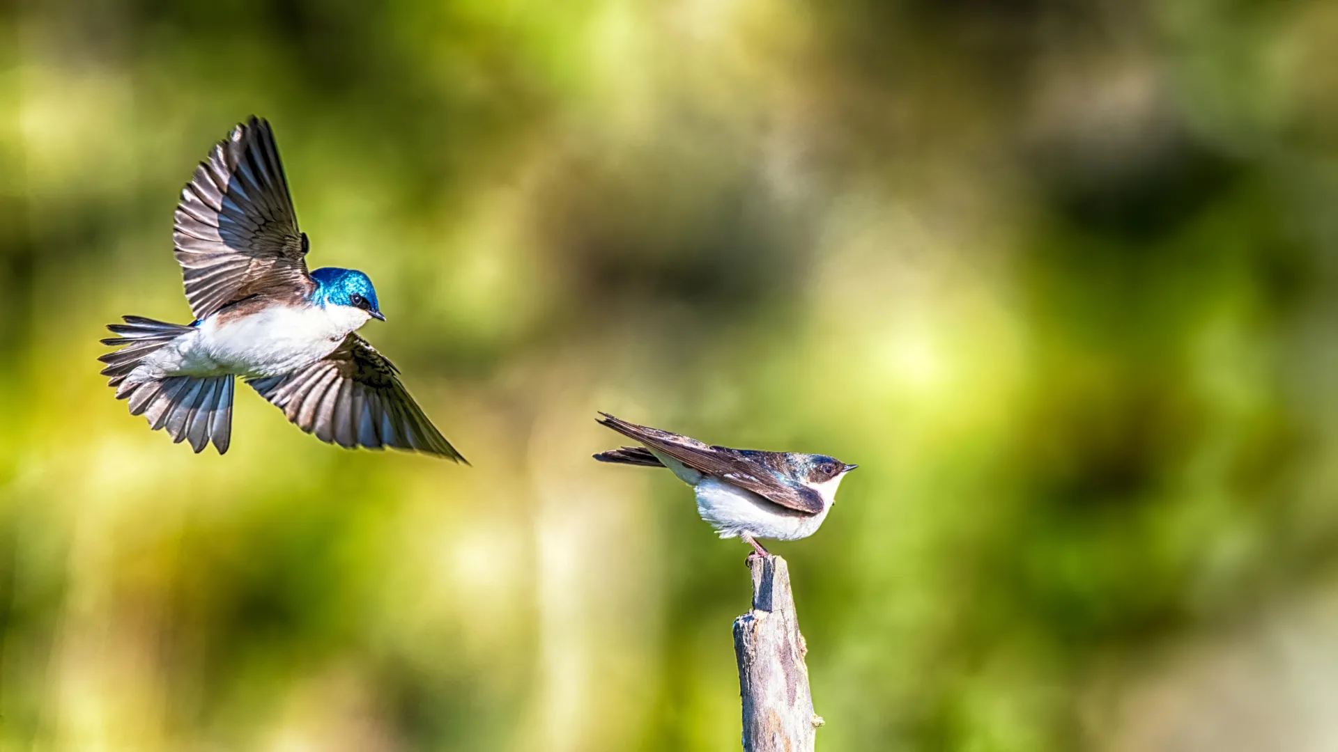 Scientists shocked as birds soaked in “forever chemicals” still thrive