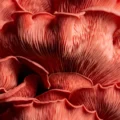 The billion-year reign of fungi that predated plants and made Earth livable