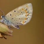 This tiny butterfly has the most chromosomes of any animal on Earth