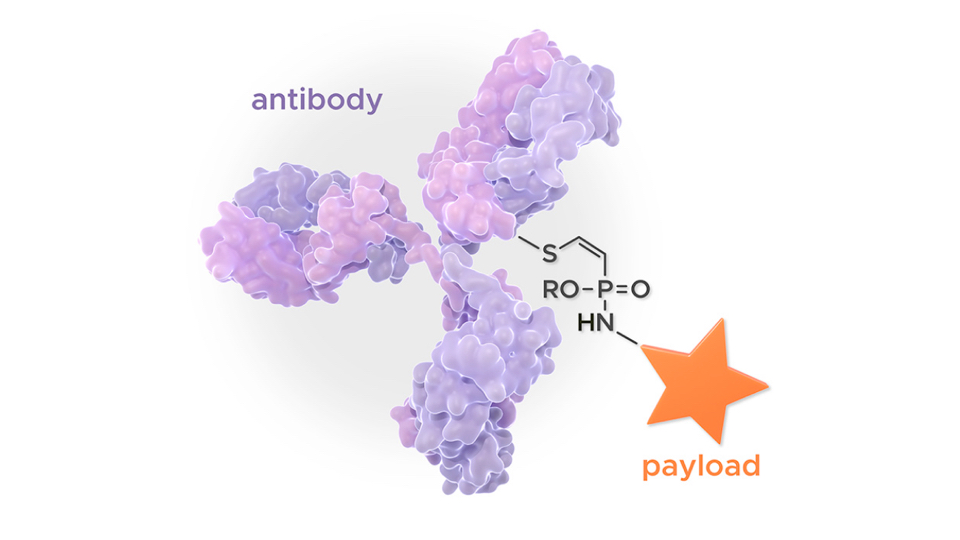 Cystein as specific target for payloads in Tubulis ADC plattform